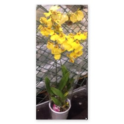 Онцидиум орхидея