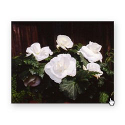 Бегония AmeriHybrid Roseform White - 5 шт
