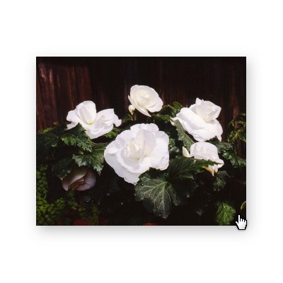 Бегония AmeriHybrid Roseform White - 5 шт