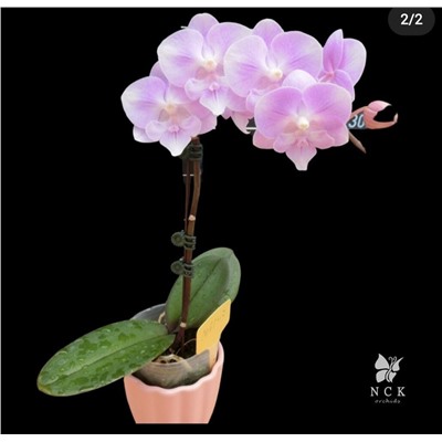 Phal. Cotton Candy 1061-3  2,5