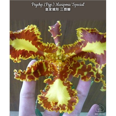 Psychp.(Pyp.) Mariposa 'Special' размер 2,5