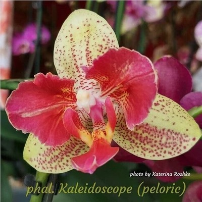 Phal. Kaleidoscope NKS КОД  180  2,5
