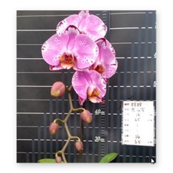 Phal. Miki Black Fairy '88' 2,5 цветок 12 см