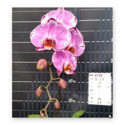 Phal. Miki Black Fairy '88' 2,5 цветок 12 см