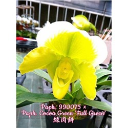 Paph. 990075 × Paph. Cocoa Green 'Full Green'  3,0