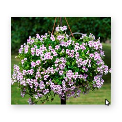 Пеларгония плющелистная Reach Out Lilac Bicolour - 3 шт