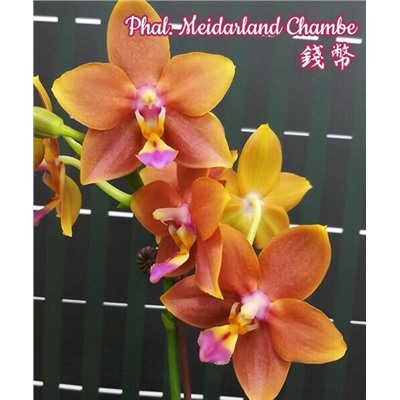 Phal. Meidarland Chambe 2,5