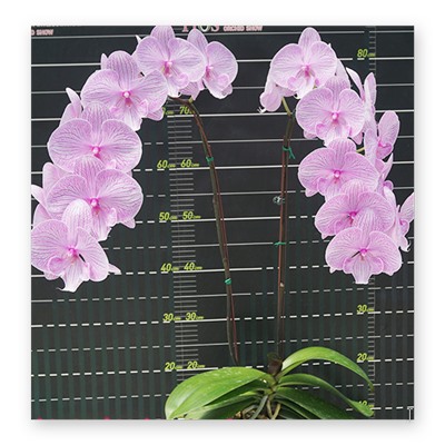 Phal. Miki Rhythm Dancer '115'  1,7 цветок 11,5 см