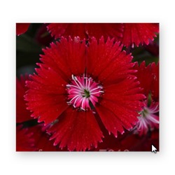 Гвоздика гибридная Floral Lace Red - 10 шт