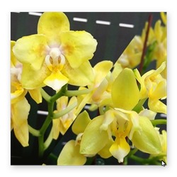 Phal. Younghome Golden Pixie (peloric)  1,7