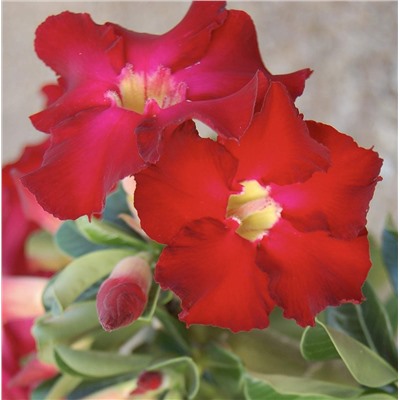 Адениум Пестролистный Аленький Цветочек (Desert Rose)