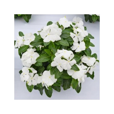 Катарантус Mega Bloom White - 5 шт
