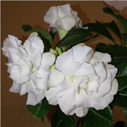 Адениум (Obesum) Белая Роза